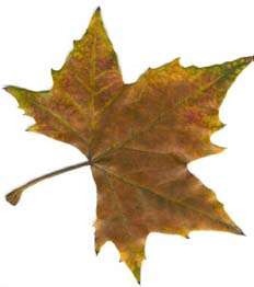 Hoja de plátano falso o arce