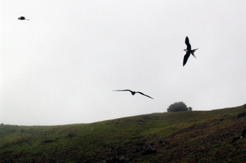 Fragatas sobrevolando la Laguna El Junco, Ecuador