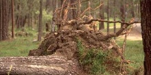 Pino resinero - Agresión (Pinus pinea)