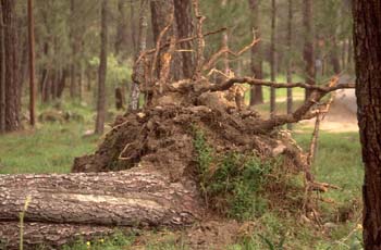 Pino resinero - Agresión (Pinus pinea)