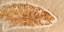 Knigthia eocenica (Pez) Eoceno