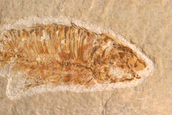 Knigthia eocenica (Pez) Eoceno