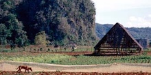 Paisaje rural de Cuba