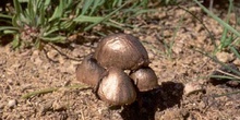 Panaeolus sp.