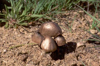 Panaeolus sp.