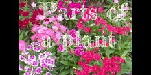 3º - PARTS OF A PLANT - NATURAL SCIENCE - PATRICIA R - FORMACIÓN