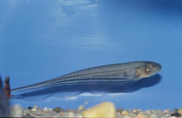 Cuchillos Sudamericano (Gymnotus sp.)