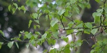 Abedul - Hojas (Betula pubescens)