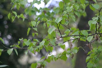 Abedul - Hojas (Betula pubescens)