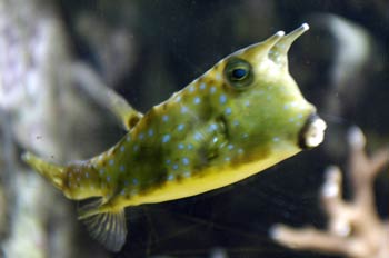 Pez vaca (Lactoria cornuta)