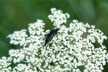 Pedostrangalia pubescens