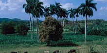 Paisaje con palmeras, Cuba