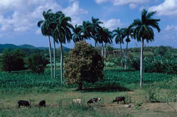 Paisaje con palmeras, Cuba