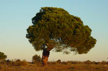 Pino piñonero (Pinus pinea)