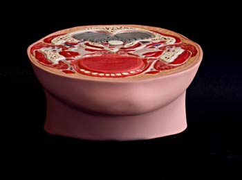 Sección inferior cabeza