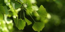 Gingo - Hojas (Ginkgo biloba)