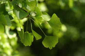 Gingo - Hojas (Ginkgo biloba)