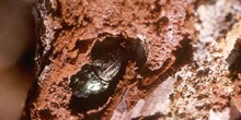 Chalcophora mariana