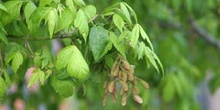 Arce negundo - Hoja (Acer negundo)