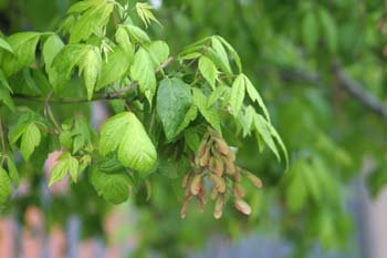 Arce negundo - Hoja (Acer negundo)