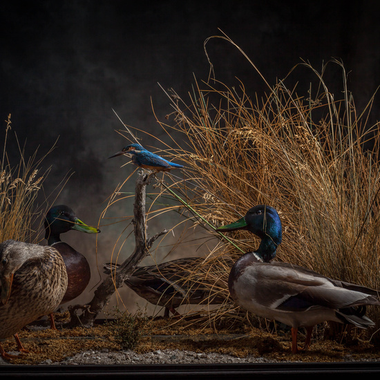 IES_SANISIDRO_MUSEO_Aves_206