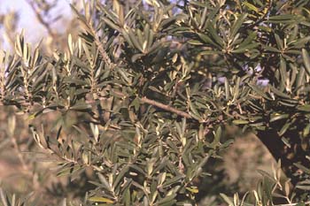 Olivo - Hoja (Olea europaea)