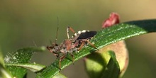 Chinche asesina (Rhinocoris iracundus)