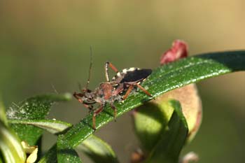 Chinche asesina (Rhinocoris iracundus)