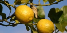 Limonero - Fruto (Citrus limon)