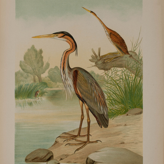 IES_CARDENALCISNEROS_AVES_LAMINAS_232