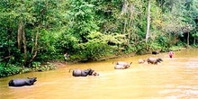 Búfalos de río, Tailandia