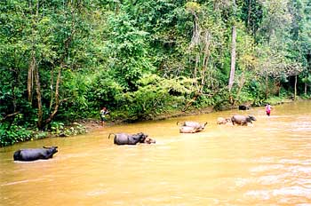 Búfalos de río, Tailandia