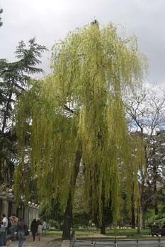 Sauce llorón - Porte (Salix babylonica)