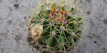 Ferocactus schwarzii