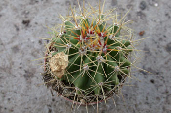 Ferocactus schwarzii