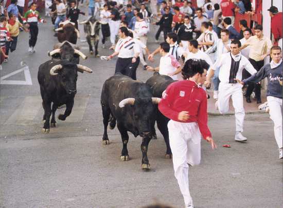 Detalle toros en encierro de San Sebastián de los Reyes