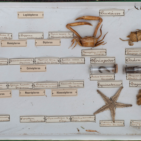 IES_CARDENALCISNEROS_Insectos_021