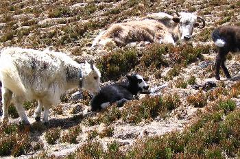 Yaks con sus crías