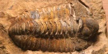 Calymene tristani (Trilobites) Ordovícico