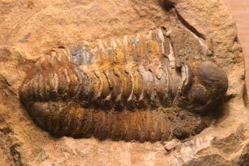 Calymene tristani (Trilobites) Ordovícico