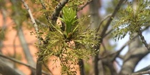 Fresno de hoja florido - Flor (Fraxinus ornus)