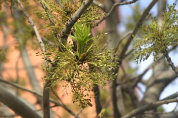 Fresno de hoja florido - Flor (Fraxinus ornus)