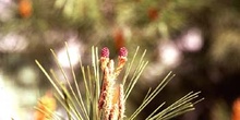 Pino silvestre - flor (Pinus sylvestris)