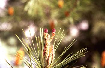 Pino silvestre - flor (Pinus sylvestris)