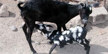 Cabra y cabritillo, Rep. de Djibouti, áfrica