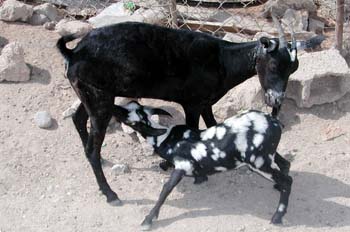 Cabra y cabritillo, Rep. de Djibouti, áfrica