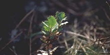 Encina - Planta joven (Quercus ilex)
