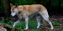 Dingo, Australia