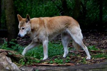 Dingo, Australia