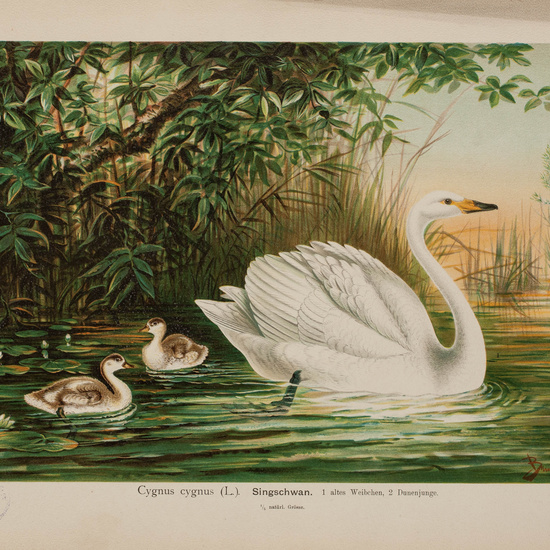 IES_CARDENALCISNEROS_AVES_LAMINAS_039